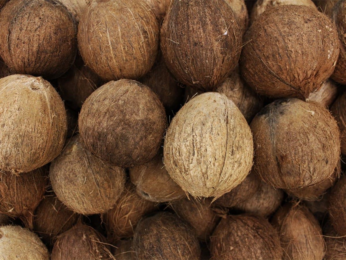 Biscuit-colour semi-husked coconuts stacked in bulk after grading